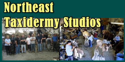 Northeast Taxidermy Studios